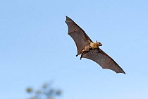Straw-coloured fruit bat (Eidolon helvum), female flying carrying pup on front. Lamin, Gambia.