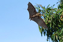 Straw-coloured fruit bat (Eidolon helvum), female flying carrying young on front. Lamin, Gambia.