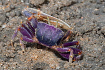 West African fiddler crab (Uca tangeri), Gambia.