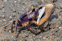West African fiddler crab (Uca tangeri) male with large claw, Gambia.