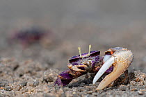 West African fiddler crab (Uca tangeri) male with large claw, Gambia.