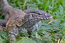 Nile monitor (Varanus niloticus), Gambia.