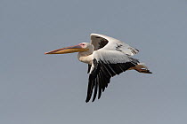 Great white pelican (Pelecanus onocrotalus) in flight, Allahein river, Kartong, Gambia.