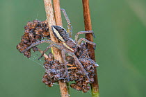 Raft spider (Dolomedes fimbriatus), Klein Schietveld, Brasschaat, Belgium. August