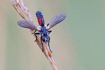 Fly (Eriothrix rufomaculata), KLein Schietveld, Brasschaat, Belgium. June
