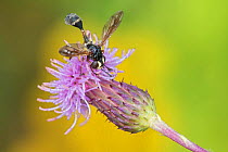 Fly (Physocephala rufipes), Klein Schietveld, Brasschaat, Belgium. August