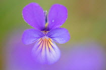 Wild pansy ( Viola tricolor), Klein Schietveld, Brasschaat, Belgium. April