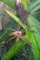 Nursery web spider (Pisaura mirabilis), female looking after spiderlings, Brasschaat, Belgium. June