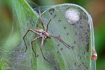 Nursery web spider (Pisaura mirabilis), female looking after spiderlings, Brasschaat, Belgium, July.. July