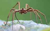 Nursery web spider (Pisaura mirabilis),Brasschaat, Belgium. July