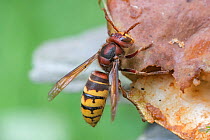 Hornet (Vespa crabo) feeding on rotten fruit,, Brasschaat, Belgium. August