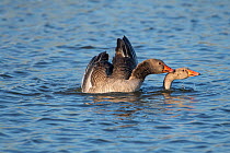 Greylag Goose (Anser anser) pair mating; Antwerpen, Belgium. April