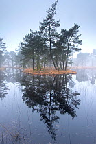 Scots pine trees (Pinus sylvestris) on island in wetlands,  Klein Schietveld, Brasschaat, Belgium