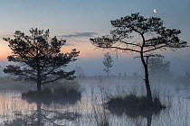 Scots pine trees (Pinus sylvestris) in wetlands at dawn with the moon, Klein Schietveld, Brasschaat, Belgium