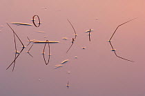 Reeds reflected in water at sunrise, Klein Schietveld, Brasschaat, Belgium