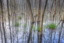 Trees reflected in marshland, Peerdsbos, Brasschaat, Belgium