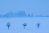 Row of three trees in snow, Groot Schietveld, Wuustwezel, Belgium, January 2010.