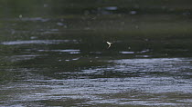 Adult Mayflies (Ephemoptera) in flight, River Kennet, Berkshire, Hungerford, Berkshire, England, UK, June.