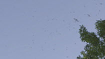 Adult Mayflies (Ephemoptera) in flight, River Kennet, Berkshire, Hungerford, Berkshire, England, UK, June.