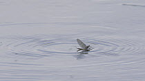 Adult Mayfly (Ephemoptera) struggling to take off from River Kennet, Hungerford, Berkshire, England, UK, June.