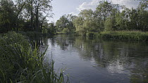 Scenic of the River Kennet during the Mayfly (Ephemoptera) hatching season, with a Brown trout (Salmo trutta) jumping out of the water, Hungerford, Berkshire, England, UK, June.