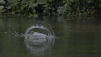 Slow motion clip of a Brown trout (Salmo trutta) predating an adult Mayfly (Ephemoptera) struggling to take off from water, River Kennet, Hungerford, Berkshire, England, UK, June.