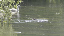 Slow motion clip of a Mallard (Anas platyrhynchos) duckling chasing and catching Mayfly (Ephemeroptera) emerging from the River Kennet, with a Mute swan (Cygnus olor) in the background, Hungerford, Be...