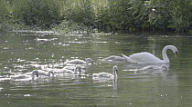 Female Mute Swan (Cygnus olor) swimming with eight cygnets. River Kennet, Hungerford, Berkshire, England, UK, June.