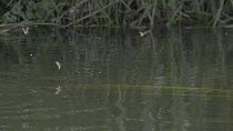 Female Mayfly (Ephemoptera) laying eggs on water surface, River Kennet, Hungerford, Berkshire, England, UK, June.