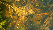 High angle shot looking down on a group of Common European toads (Bufo bufo) in a spawning bundle underwater, Priddy, Somerset, England, UK, April.