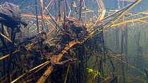 Group of Common European toads (Bufo bufo) spawning underwater, with pairs in amplexus, Priddy, Somerset, England, UK, April.