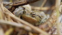 Close-up of Common European toad (Bufo bufo) amongst vegetation, Priddy, Somerset, England, UK, April.
