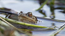 Close-up of a Common European toad (Bufo bufo) at surface, retreats underwater, Priddy, Somerset, England, UK, April.