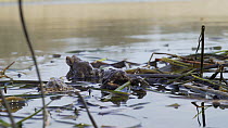 Male Common European toad (Bufo bufo) approaching female at surface, Priddy, Somerset, England, UK, April.