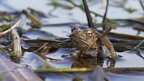Common European toad (Bufo bufo) at surface, retreats underwater, Priddy, Somerset, England, UK, April.