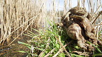 Close-up of three Common European toads (Bufo bufo) moving to water's edge in amplexus. Priddy, Somerset, England, UK, April.
