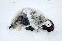 Emperor penguin  (Aptenodytes forsteri) dead chick on snow, Gould Bay, Weddell Sea, Antarctica.