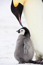Emperor penguin (Aptenodytes forsteri) feeding chick, Weddell Sea, Antarctica.