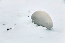 Emperor penguin (Aptenodytes forsteri) abandoned egg, Gould Bay, Weddell Sea, Antarctica.