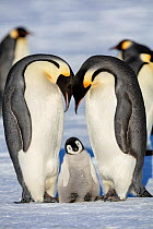 Emperor penguin (Aptenodytes forsteri) two adults with young chick, Gould Bay, Weddell Sea, Antarctica.