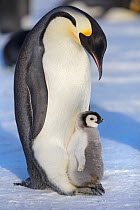 Emperor penguin (Aptenodytes forsteri) adult with chick, Gould Bay, Weddell Sea, Antarctica.