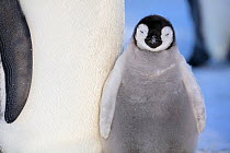 Emperor penguin (Aptenodytes forsteri) young chick, Gould Bay, Weddell Sea, Antarctica.