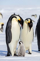 Emperor penguin (Aptenodytes forsteri) two adults with young chick,  Gould Bay, Weddell Sea, Antarctica.