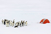 Emperor penguin (Aptenodytes forsteri) outside tent, Gould Bay, Weddell Sea, Antarctica.