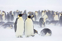 Emperor penguin (Aptenodytes forsteri) colony in blowing snow and overcast conditions. Gould Bay, Weddell Sea, Antarctica.