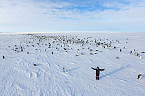 Photographer Sue Flood among Emperor penguin (Aptenodytes forsteri) adult penguins, photographer Sue Flood takes self portrait in colony (with camera on pole).