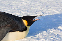 Emperor penguin (Aptenodytes forsteri) eating snow to cool down. Gould Bay, Weddell Sea, Antarctica.
