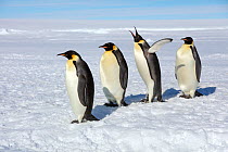 Emperor penguins (Aptenodytes forsteri) four adult penguins stand in row waiting going to sea to feed. Gould Bay, Weddell Sea, Antarctica.