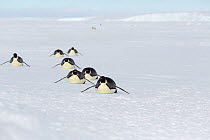 Emperor penguins (Aptenodytes forsteri) adult penguins tobogganing along on their stomachs to return to colony after feeding at sea. Gould Bay, Weddell Sea, Antarctica