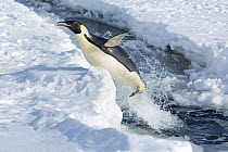 Emperor penguin (Aptenodytes forsteri) leaping out of the sea, Gould Bay, Weddell Sea, Antarctica